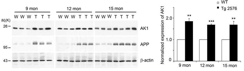 정상 쥐(W)와 Tg2576(T)의 9, 12, 15개월령 brain으로부터 hippocampus를 분리하여 western blotting함