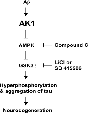 AK1에 의해 야기되는 neurodeneration의 모식도