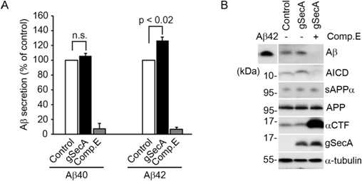 (A) gSecA 과발현에 의한 amyloid beta42의 증가. (B) gSecA 과발현시 세포밖으로 배출된 amyloid beta의 증가