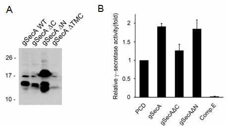 (A) gSecA deletion mutant 제작 및 발현확인. (B) gSecA deletion mutant의 secretase활성에 대한 효과.