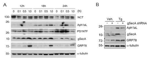(A) ER-stress상황에서 PS complex의 component들의 발현양의 변화 (B) gSecA knockdown 세포에서의 ER-stress에 의한 Aph1aL의 증가억제