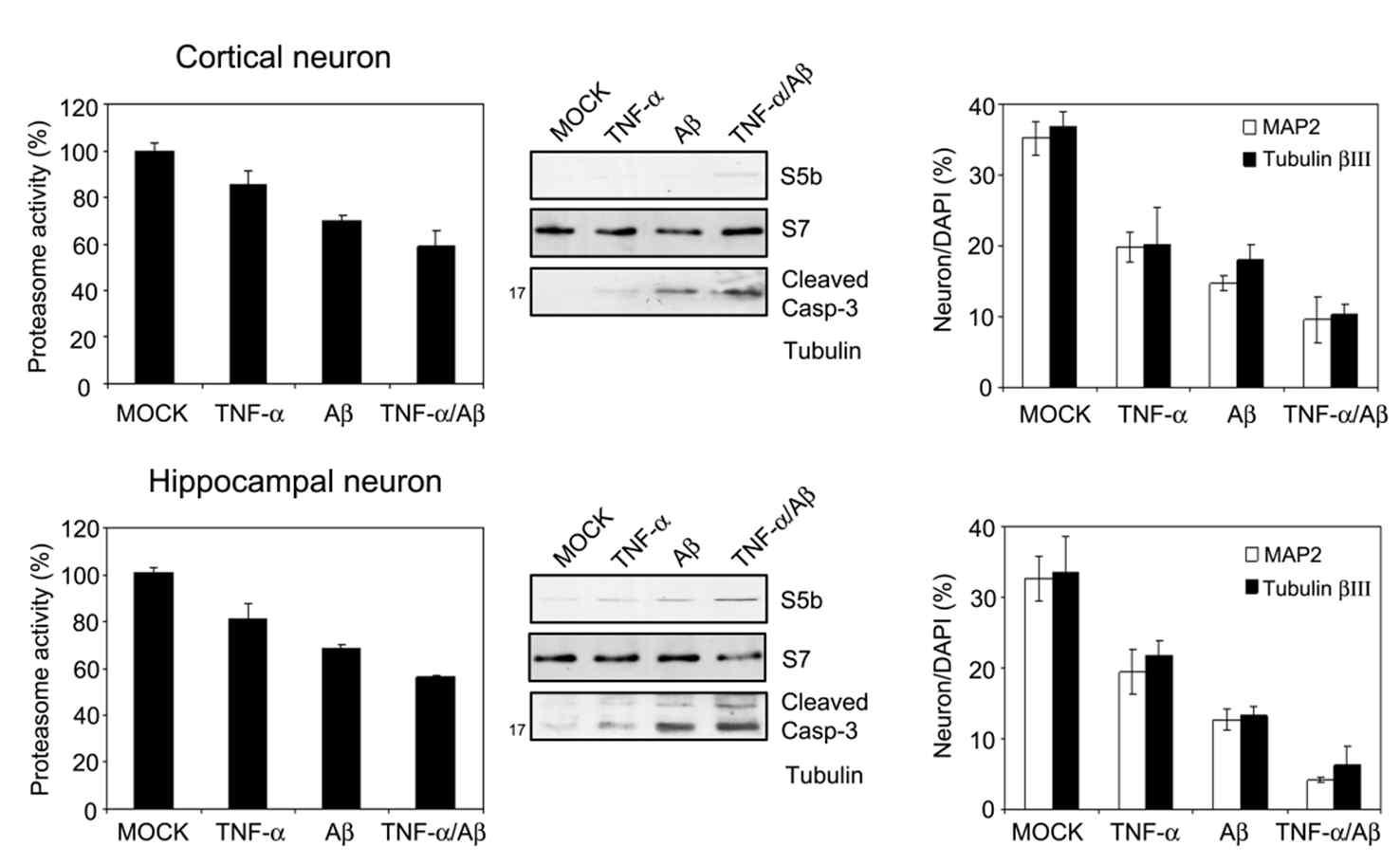 Cytokine에 의한 proteaome 활성 변화와 neuronal toxicity 측정