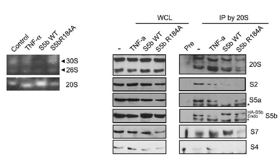 PSMD5/S7 interaction이 Proteasome assembly 조절