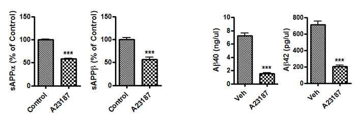 A23187처리에 따른 sAPP, Aβ 양의 변화