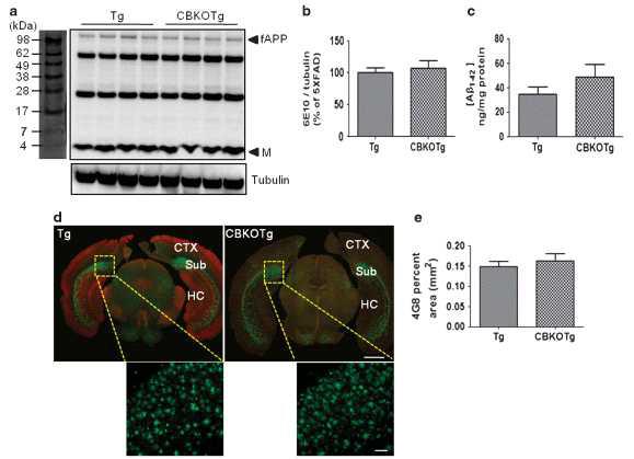 CBKOTg와 Tg 사이의 fAPP양과 Abeta 양의 비교