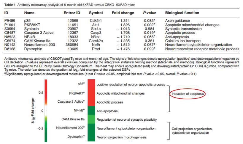 5XFAD와 CBKOTg 사이의 proteomics 분석.