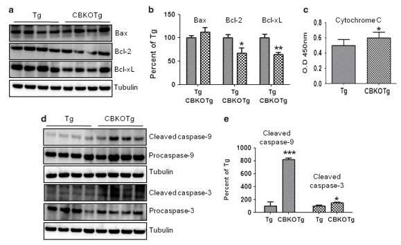 6개월 된 Tg와 CBKOTg 사이의 apoptosis 관여 단백질 양 비교.