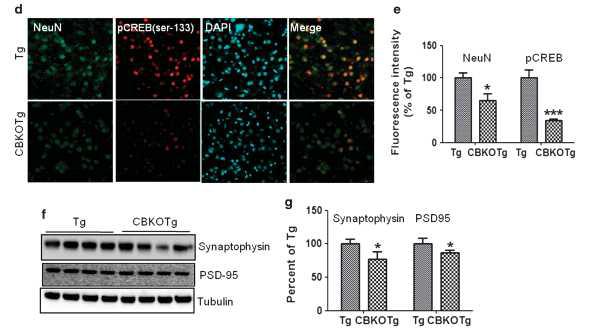 CBKOTg와 Tg사이에서 시냅스 단백질의 양적인 비교.