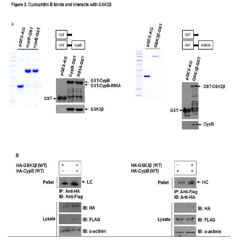 Overexpressed된 cyclophilin B과 GSK3beta의 관련성 규명