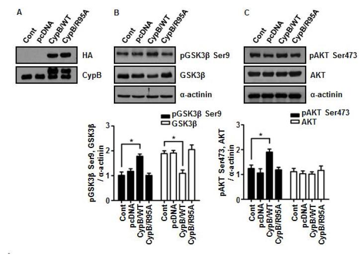 알츠하이머의 병인인 Beta Amyloid 단백질의 생성에 GSK-3β가 관여한다는 것을 증명.