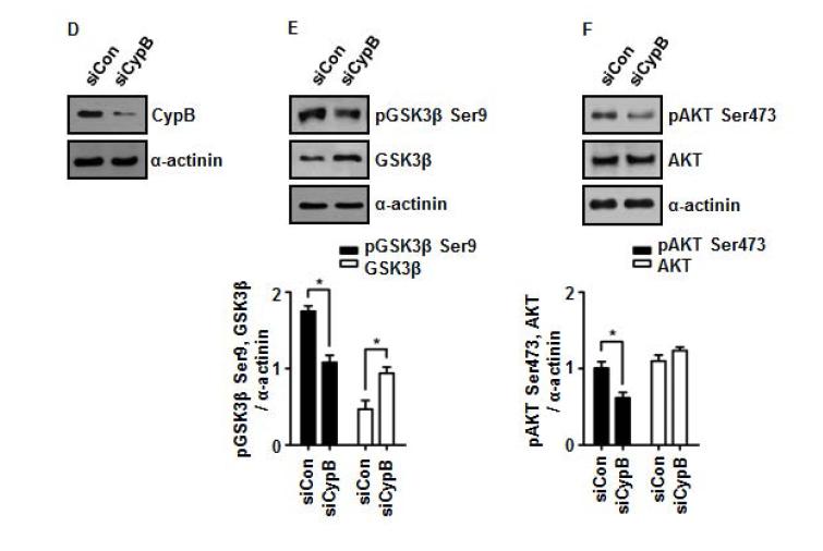 RNA 간섭으로 사이클로필린 B의 발현을 억제시켰을 시 GSK-3β의 발현이 증가되는 것을 확인