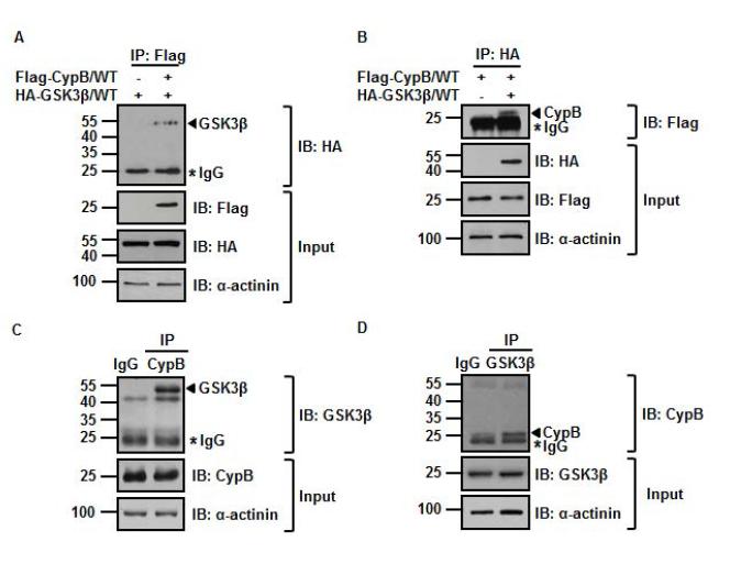 사이클로필린과 GSK-3β는 서로 상호작용한다는 것을 증명: 간접적 결합 (1)