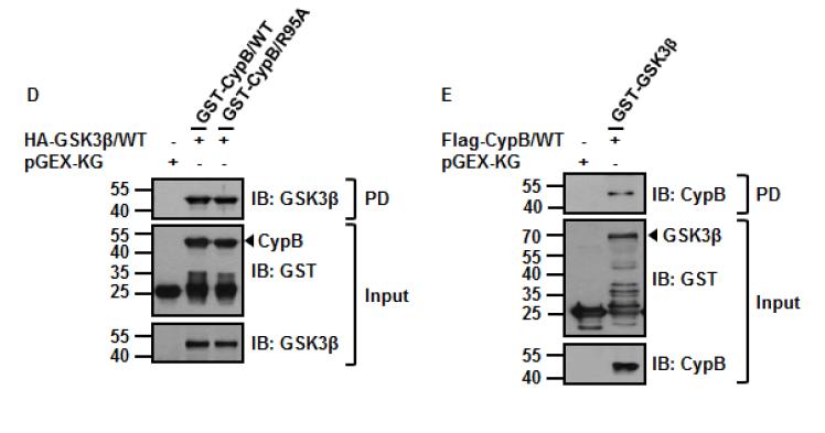 사이클로필린과 GSK-3β는 서로 상호작용한다는 것을 증명: 직접적 결합 (2)