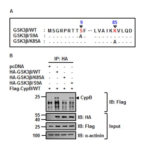 사이클로필린의 발현 여부에 따라 GSK-3β의 두 motiff가 서로 상이하게 작용한다는 것을 분석