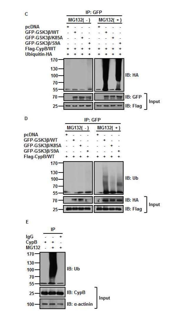 사이클로필린은 GSK-3β를 분해시킨다는 것을 증명