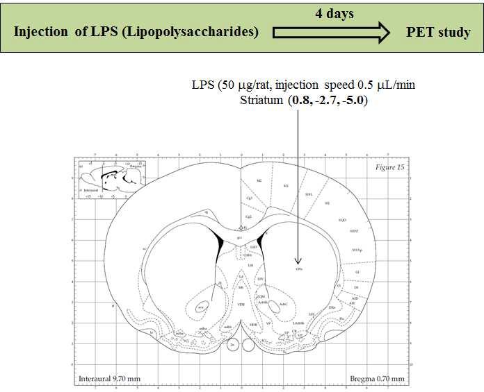 LPS 기반 신경염증 동물모델의 제작