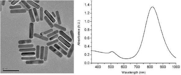낮은 종횡비를 갖는 금 나노막대입자의 TEM 이미지(좌) 및 UV-vis 분광 스펙트럼(우)