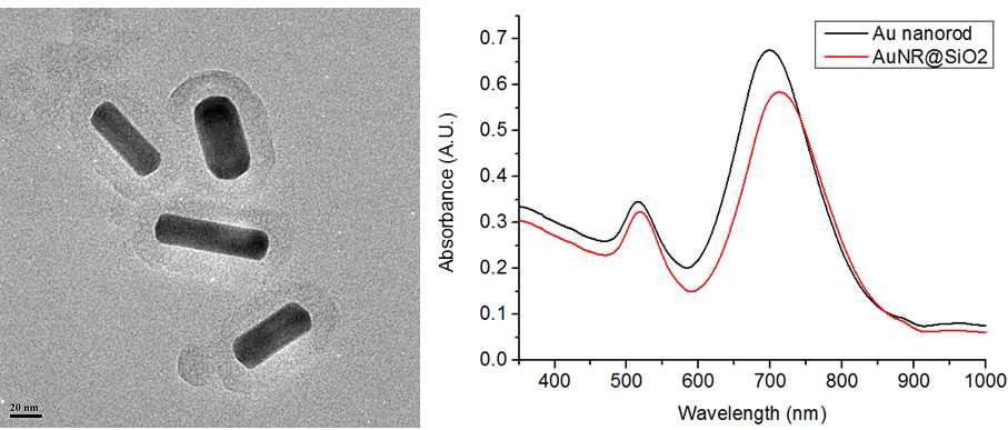 실리카 코팅된 금 나노막대입자의 TEM 이미지(좌) 및 UV-vis 분광 스펙트럼(우)