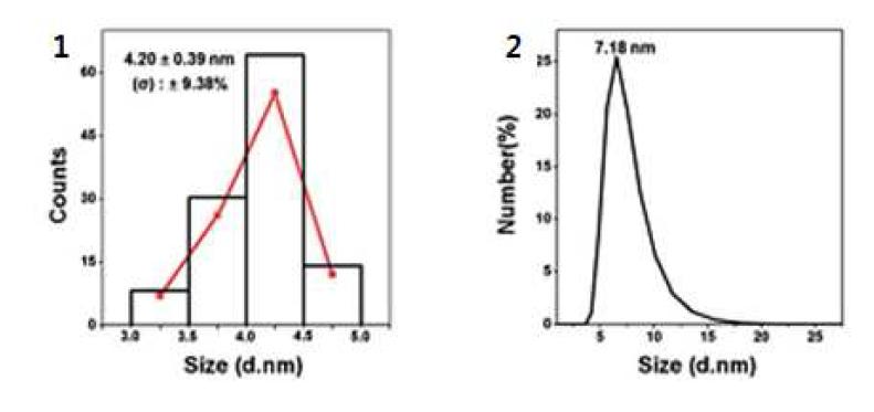 합성된 산화철 나노입자의 크기분포 histogram 및 hydrodynamic size