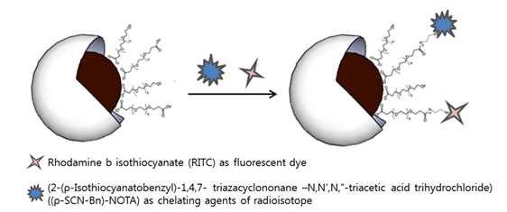 RITC와 NOTA 분자가 표면에 결합된 산화철 나노입자의 모식도