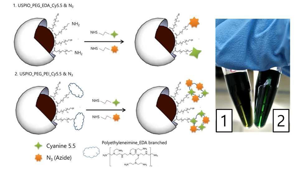나노 입자 표면의 활성 작용기의 수를 늘리기 위해, 잔가지 구조의 고분자를 도입하여 더 많은 양의 형광 및 아자이드 리간드를 결합한 합성의 도식 및 육안 비교