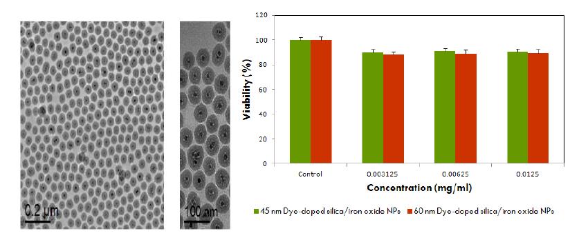 실리카를 코팅한 산화철 코어/셸 나노입자 TEM 이미지 및 WST-1 assay를 통한 안전성 평가