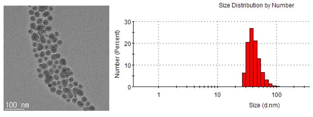 TEM으로 촬영한 코어-셸 입자의 모양 및 DLS로 측정한 입자크기분포