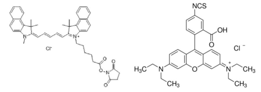 NHS esters of Cy 5.5®(좌), RITC(우)