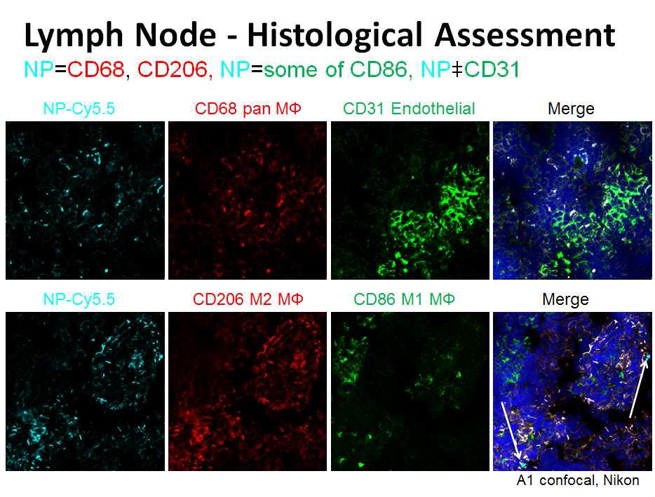 Cy 5.5가 결합된 나노입자 주입 후, 다르게 염색된 M1, M2 대식세포들과의 형광 분포 비교를 통해, 합성된 나노입자가 주로 M2 대식세포에 많이 uptake 됨을 확인함.