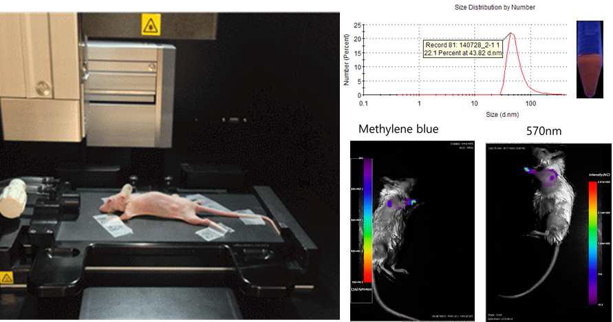 상용 염색물질인 Methylene Blue (~3nm)와 RITC가 연결된 코어-셸 산화철 나노입자 (~43nm)의 앞발 주입을 통한 sentinel lymph node로의 축적 정도 확인.