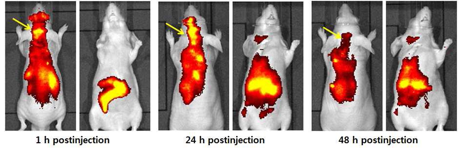 다중영상 나노분자프로브(10 nm)의 정상마우스에서의 체내 분포 및 시간별 배출 형광영상.