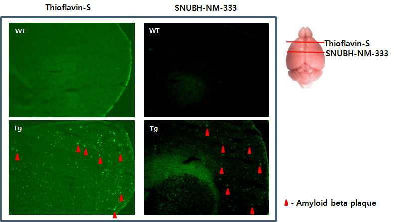 알츠하이머병 모델 마우스(APPswe//PS1△E9)와 wild type 마우스에서 thioflavin-S 및 SNUBH-NM-333 형광염색
