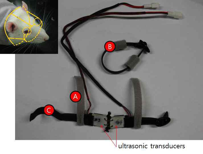 The ultrasonic eye patch constructed in the present study and an animal rat wearing it