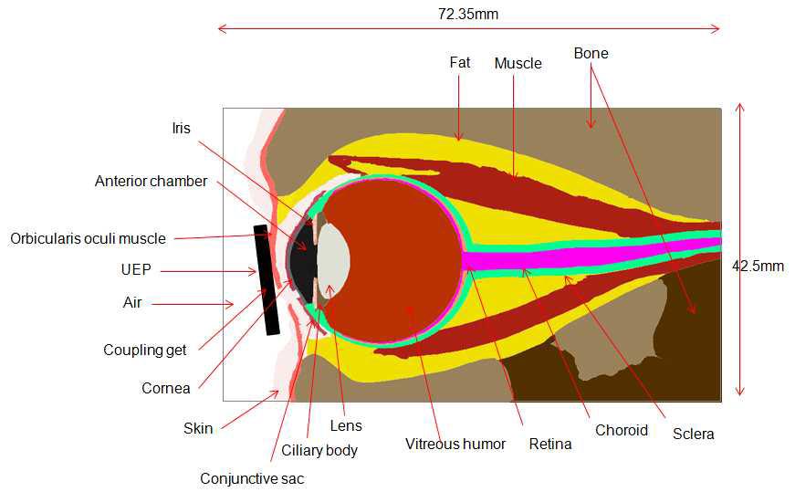 The anatomy of eye and the segmentation in acoustical property.