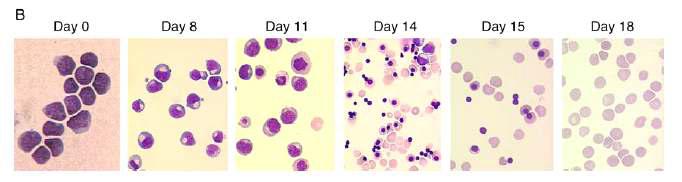 본 연구실에서 제대혈 유래 CD34+ cell 로부터 생산된 적혈구
