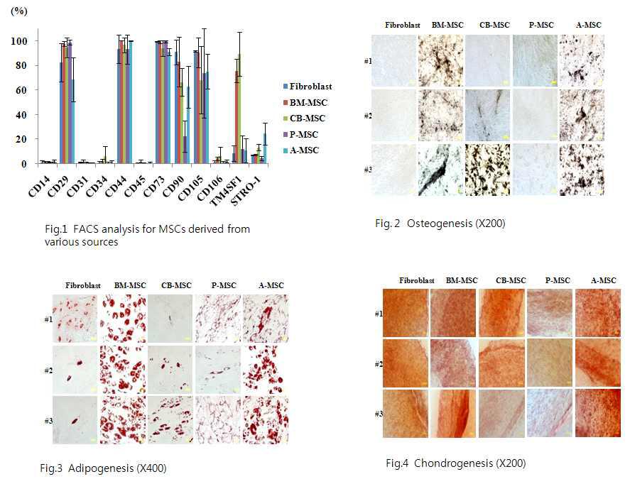 조직별로 분리 배양한 중간엽줄기세포의 면역학적 특성분석 및 분화실험.