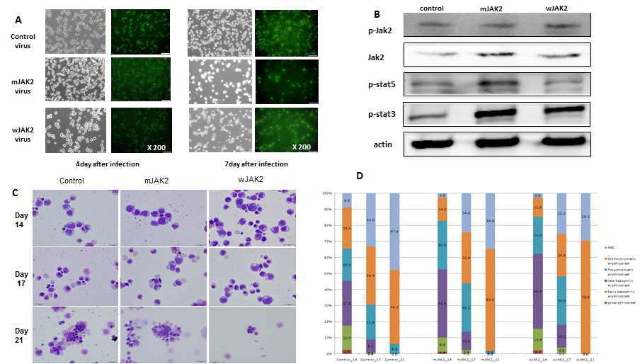 (A) JAK2 단백질을 포함하는 렌티바이러스의 감염 확인, (B) V617F JAK2 단백질에 의한 STAT5 인산화 증가, (C, D) V617F JAK2 단백질에 의한 적혈구 분화 증가 (좌) 김자염색으로 분석 (우) Diff count를 통한 확인