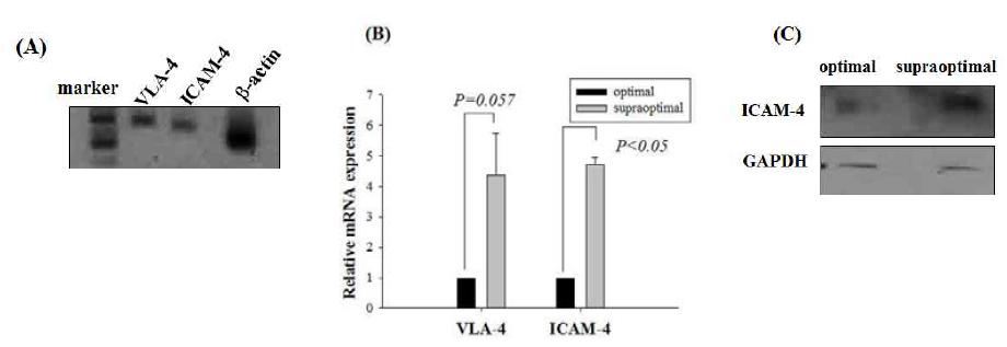 적혈구 세포와 관련된 ICAM-4와 VAL-4 발현