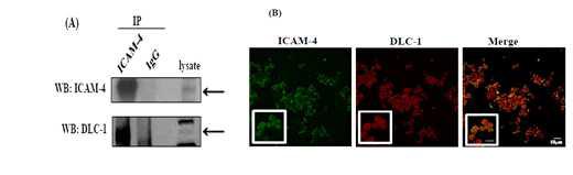 적혈구 세포내에서의 ICAM-4와 DLC-1 결합