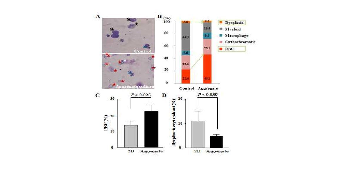 적혈구 세포의 최종 성숙(terminal maturation) 단계에서 2D plate 배양 (control)과 세포 aggregate 배양(3D cell packing)을 통해 후반부 세포 성숙률과 적혈구 생산량을 비교