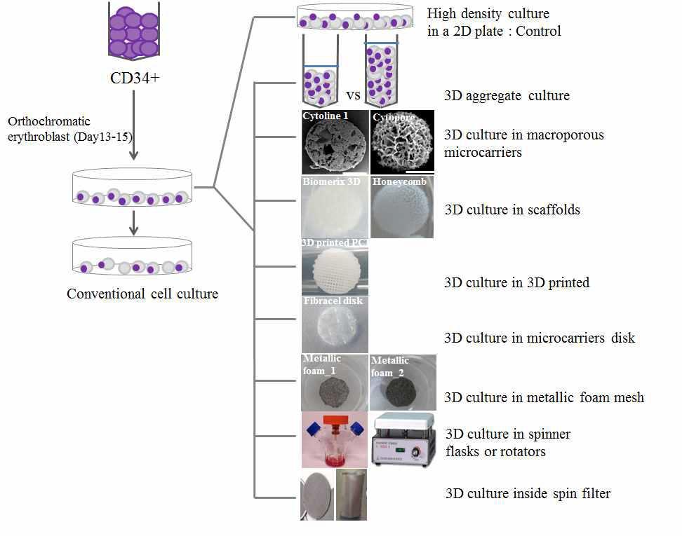 적혈구계 세포의 적층 배양 모식도