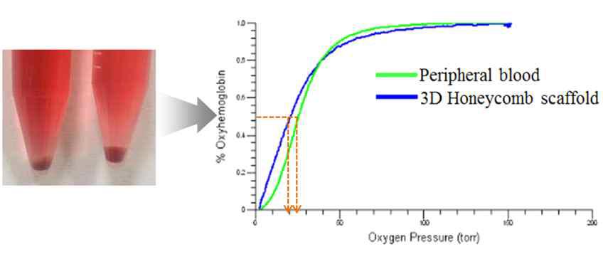 3D 다공성 구조체에서 배양된 성숙 적혈구 세포의 O2 carrying capacity가 fresh donor peripheral blood와 비슷하여 산소운반능이 신선한 헌혈혈액과 비슷함을 확인 함