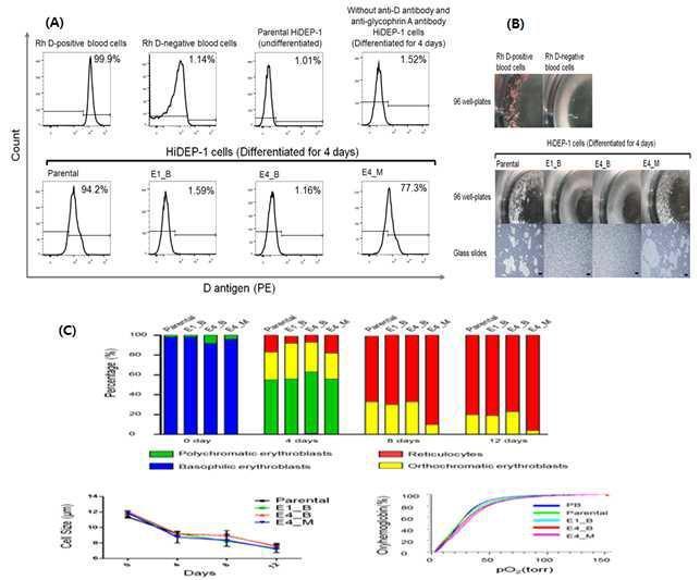 Rh D 전환 적혈구 전구세포를 성숙 적혈구로 분화시킨 후 D 혈액형 발현을 유세포 분석(A)과 응집반응(B)을 통해 소실됨을 확인함. 적혈구로의 분화 과정중 diff count 와 분화된 적혈구 아세포의 산포분화능을 확인함(C).