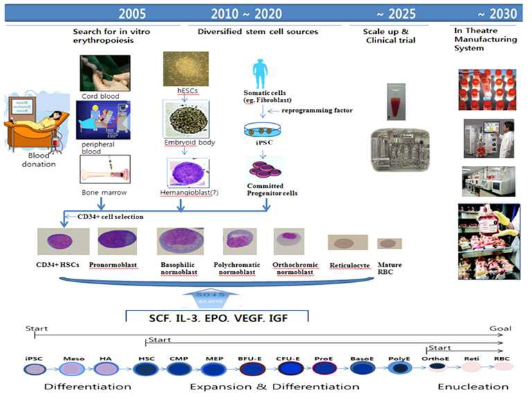 줄기세포 기반 적혈구 생산 기술의 대량생산을 위한 Time Table 요약