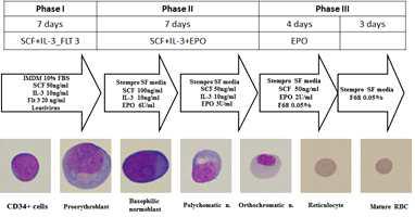 본 연구팀의 RBC protocol에 따라 CD34+ 세포초부터의 RBC 생산