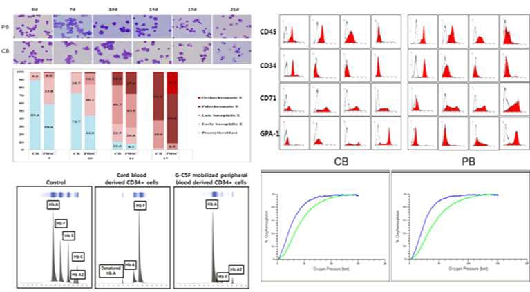 제대혈(CB)과 G-CSF로 가동한 말초조혈모세포 농축액(PB)의 증식 및 분화 특성 비교