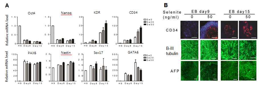 Selenium에 의한 혈액/혈관 전구세포의 관련 유전자 발현