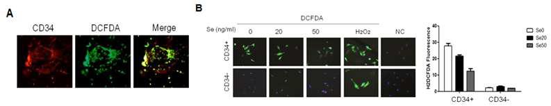selenium에 의한 혈액/혈관 전구세포의 ROS 발현