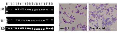 스크리닝으로 4번과 5번 저분자 화합물을 선정하고, chemical 4(Raf-1 inhibitor kinase) 처리 결과 세포수 증가와 조기 탈핵이 유도됨을 확인함.