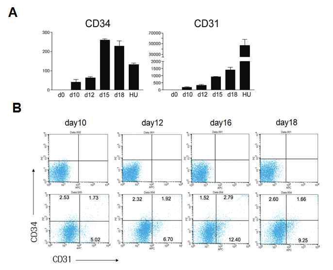 인간배아줄기세포 분화 과정중의 혈관/혈액 분화 관련 유전자 발현 세포 분석